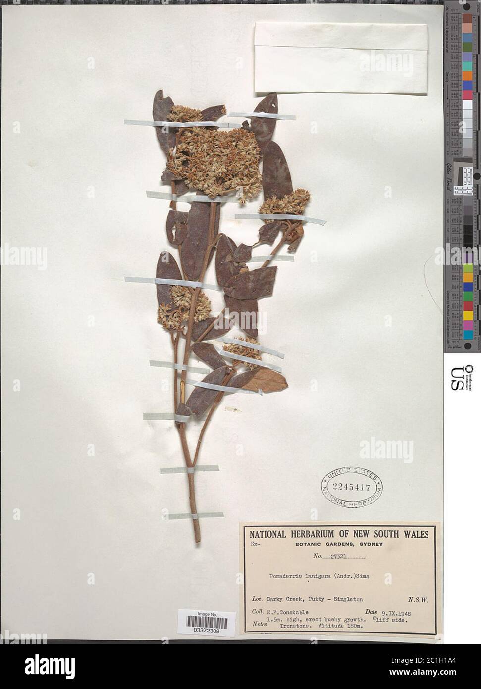 Pomaderris lanigera Pomaderris lanigera. Stock Photo