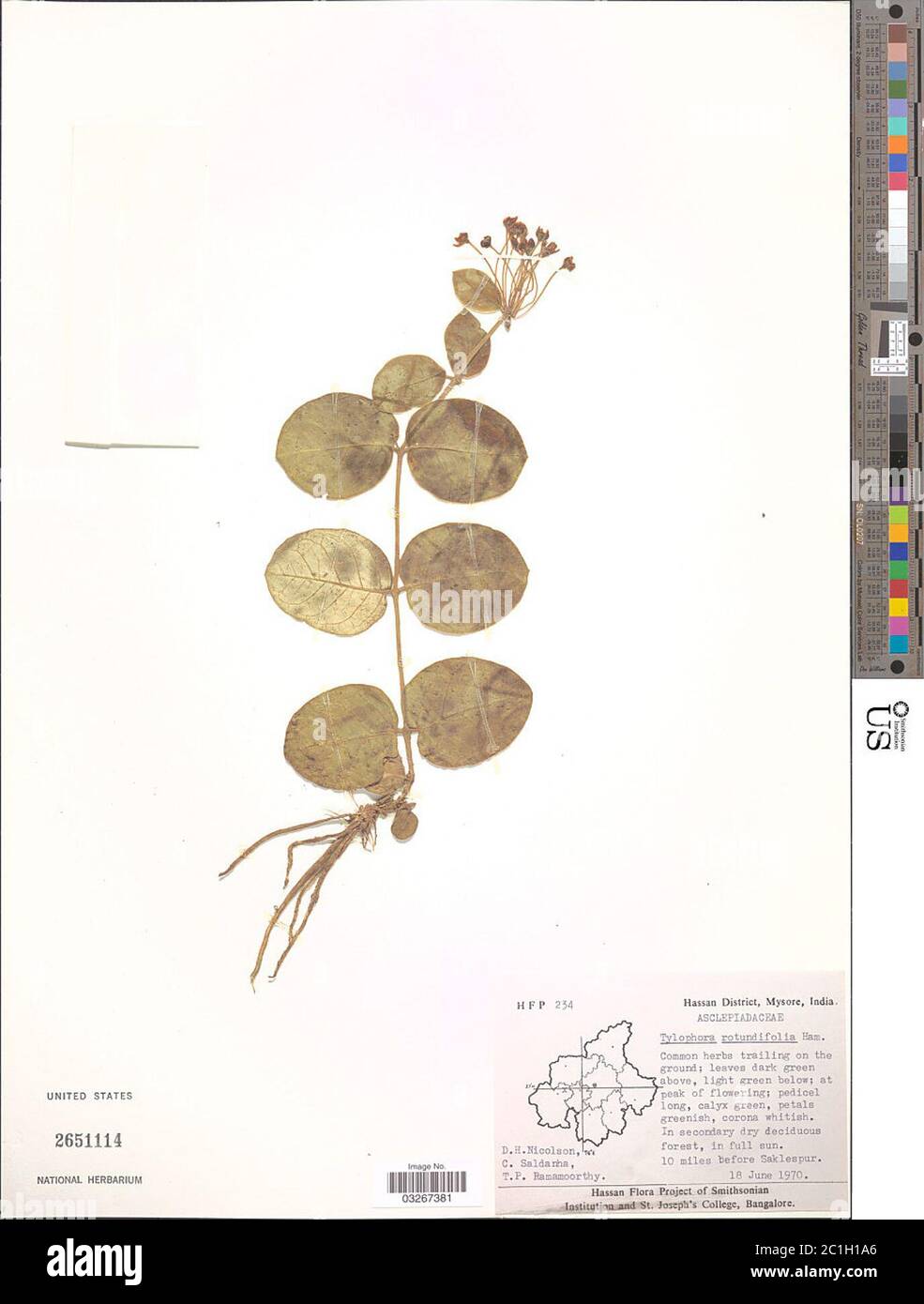 Tylophora rotundifolia BuchHam ex Wight Tylophora rotundifolia BuchHam ex Wight. Stock Photo