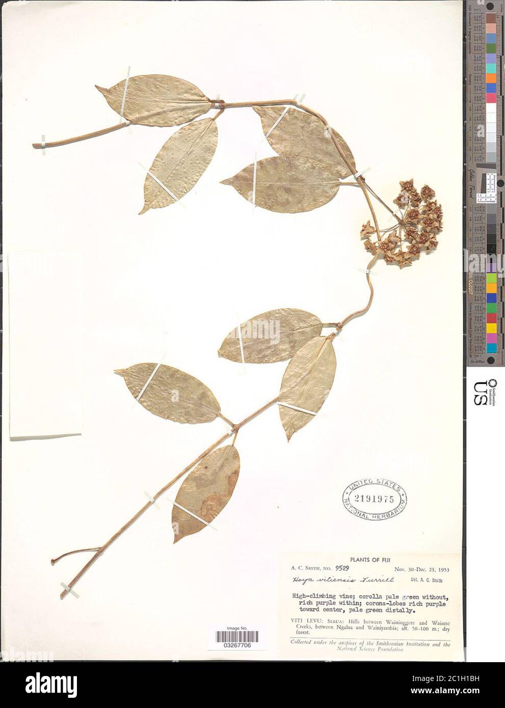 Hoya vitiensis Turrill Hoya vitiensis Turrill. Stock Photo