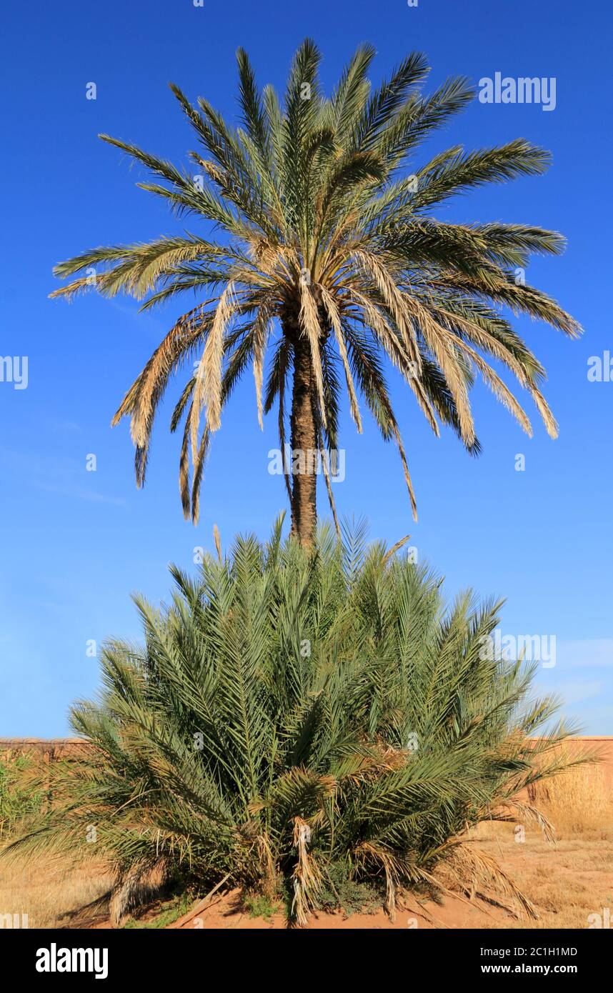 Morocco, Marrakesh. Perfect example of a date palm tree with a surrounding cluster of its seedlings growing in the Moroccan sunshine with a blue sky. Stock Photo