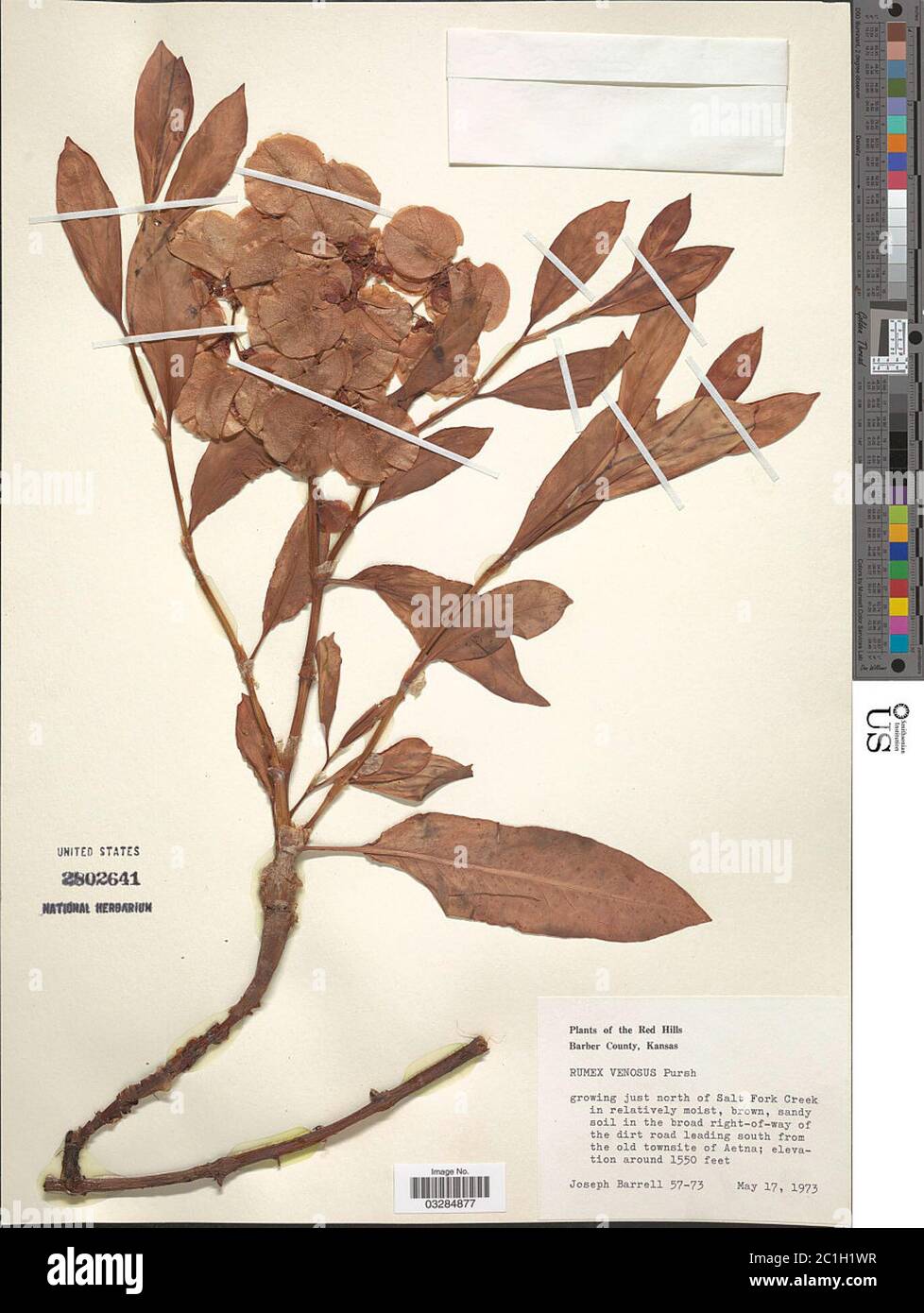 Rumex venosus Pursh Rumex venosus Pursh Stock Photo Alamy