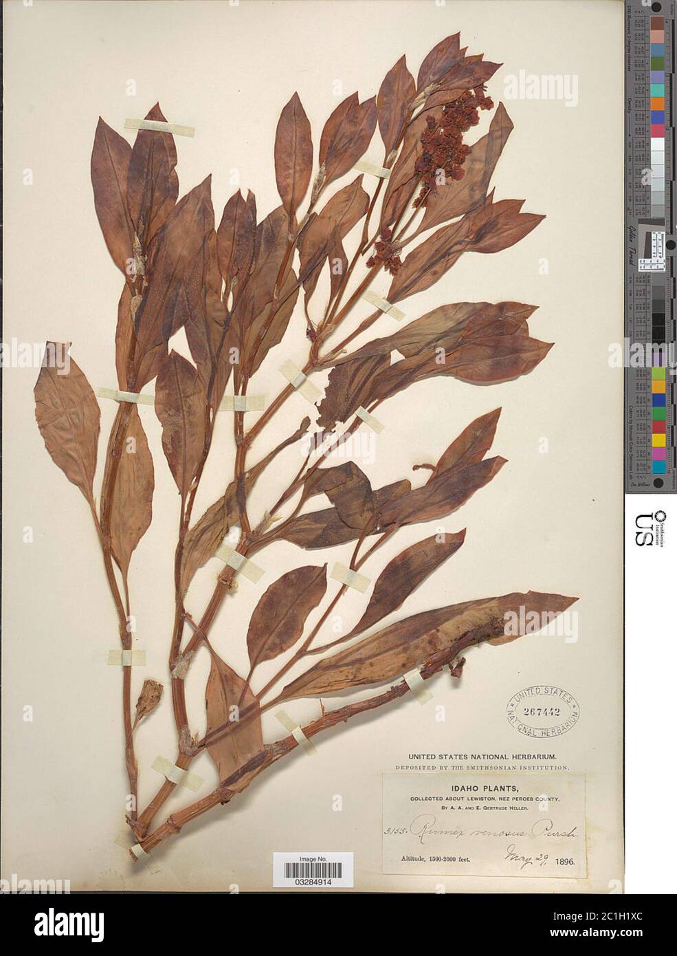 Rumex venosus Pursh Rumex venosus Pursh Stock Photo Alamy