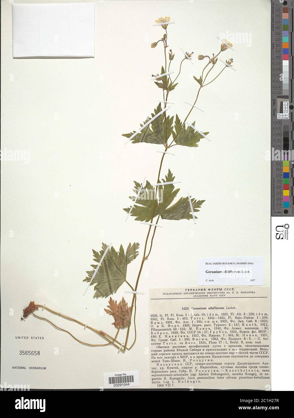 Geranium albiflorum Ledeb Geranium albiflorum Ledeb. Stock Photo