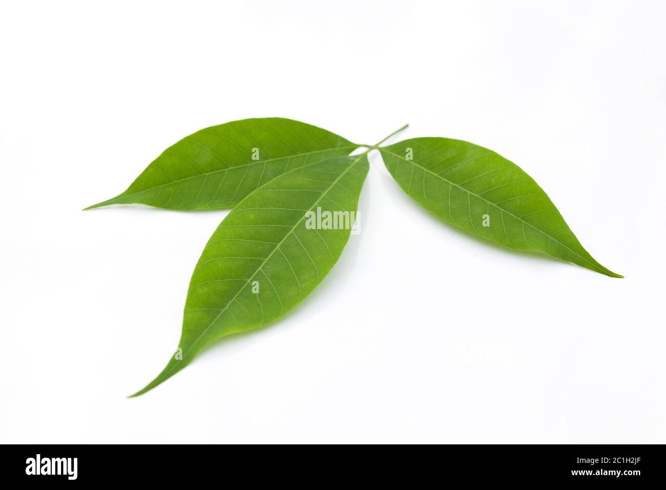 Rubber tree leaves hires stock photography and images Alamy