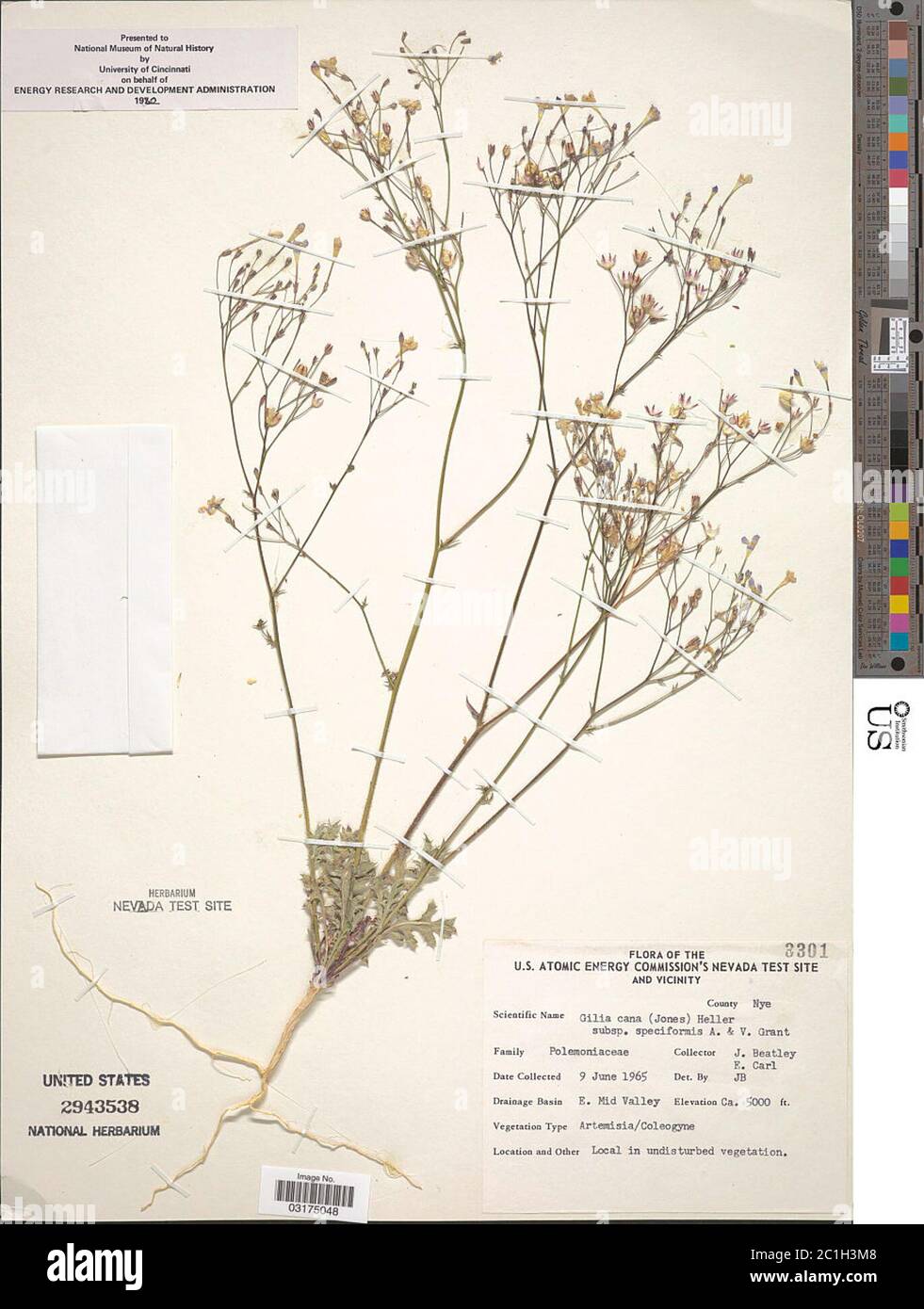 Gilia cana subsp speciformis AD Grant VE Grant Gilia cana subsp speciformis AD Grant VE Grant. Stock Photo