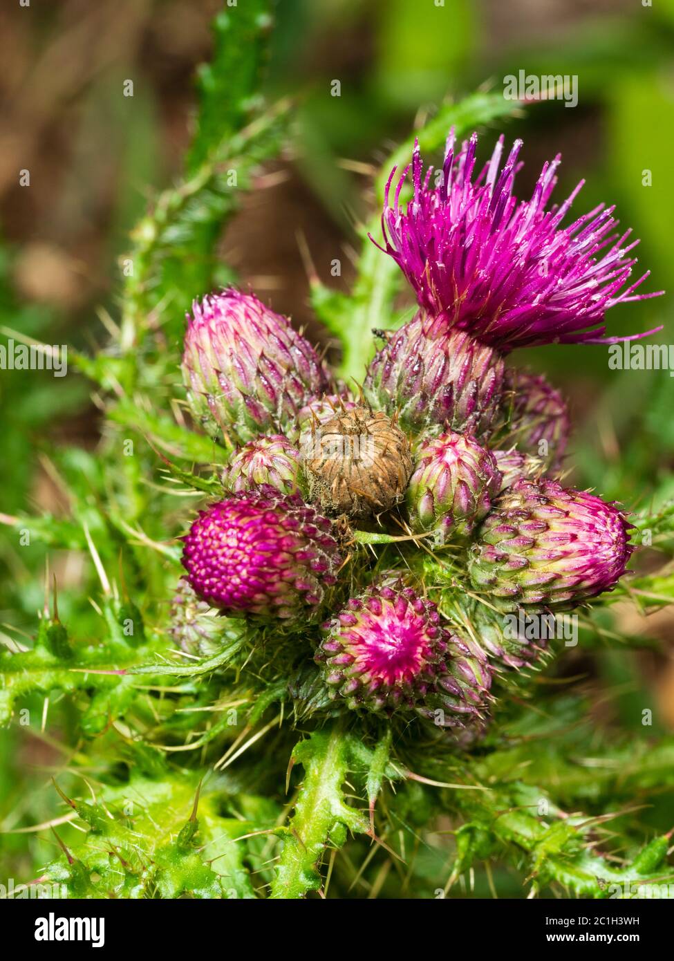 Close up of the flower head of the marsh thistle, Cirsium palustre, a summer blooming UK wild flower Stock Photo