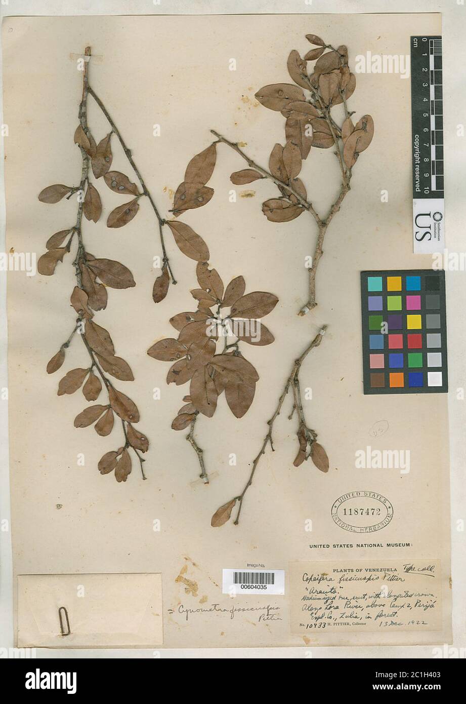 Copaifera fissicuspis Pittier Copaifera fissicuspis Pittier. Stock Photo