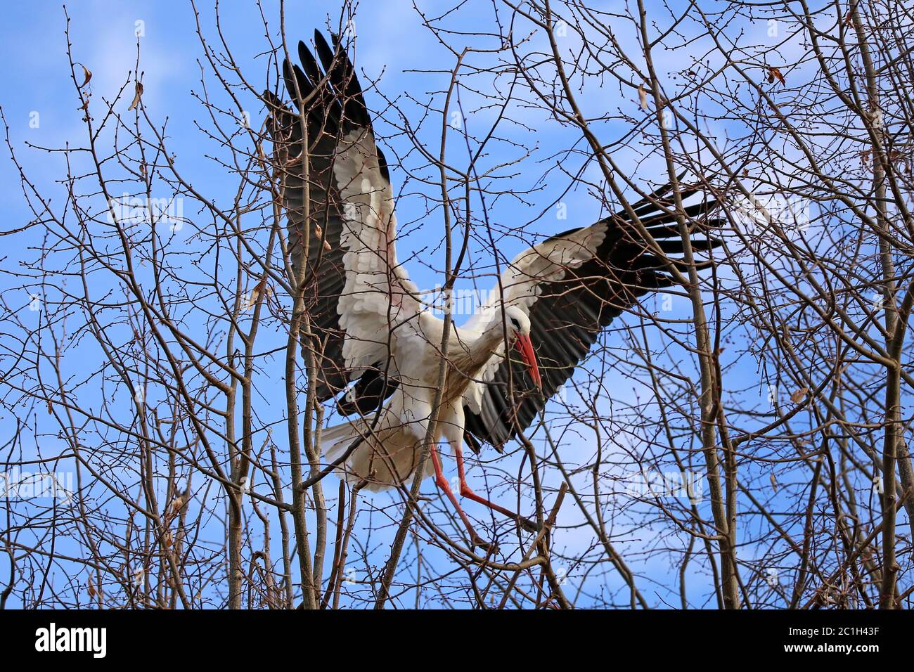 Difficult landing approach through the troops at the White Stork Stock Photo
