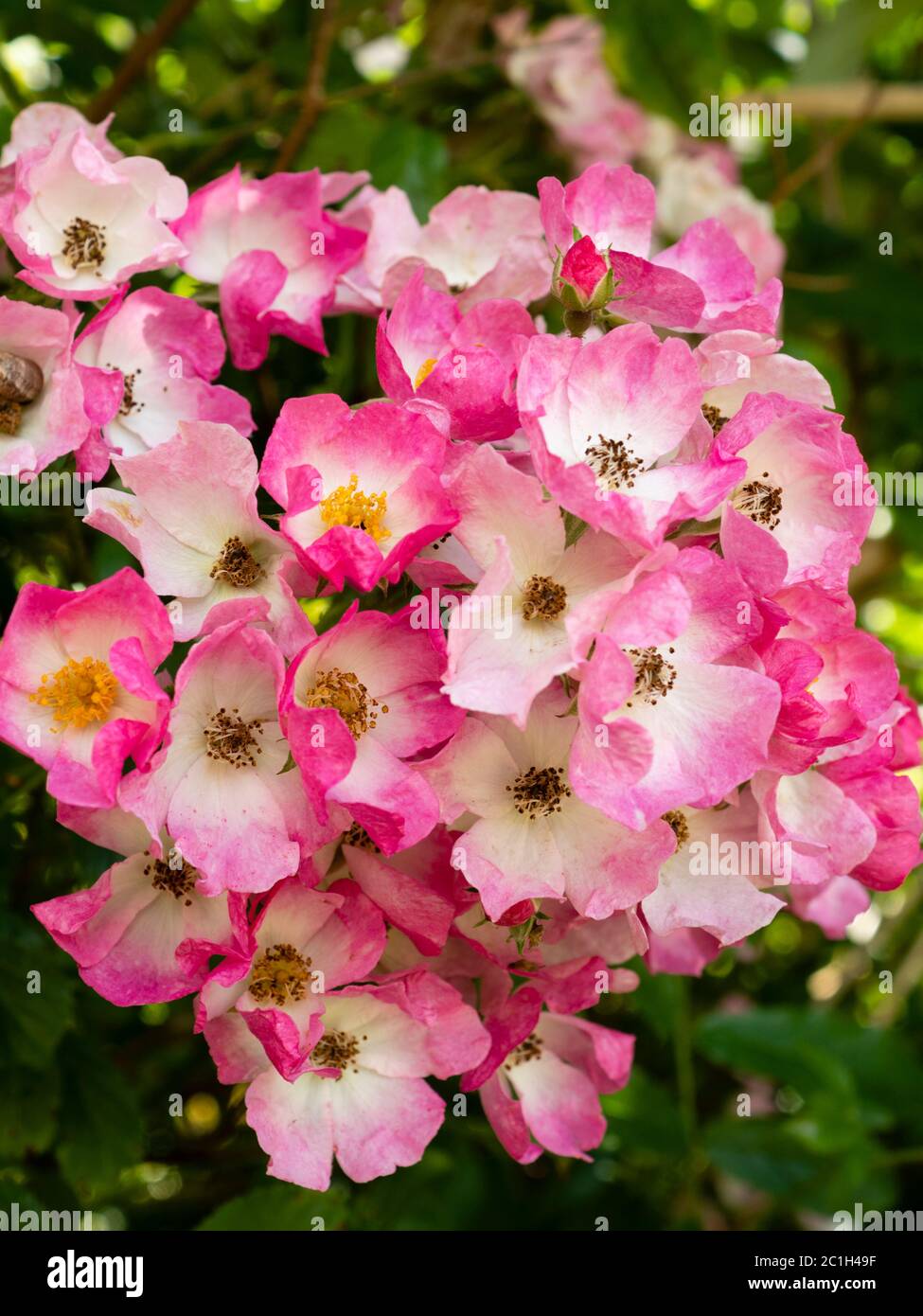 Densely clustered white eyed pink flowers of the hybrid musk shrub rose, Rosa 'Ballerina' Stock Photo