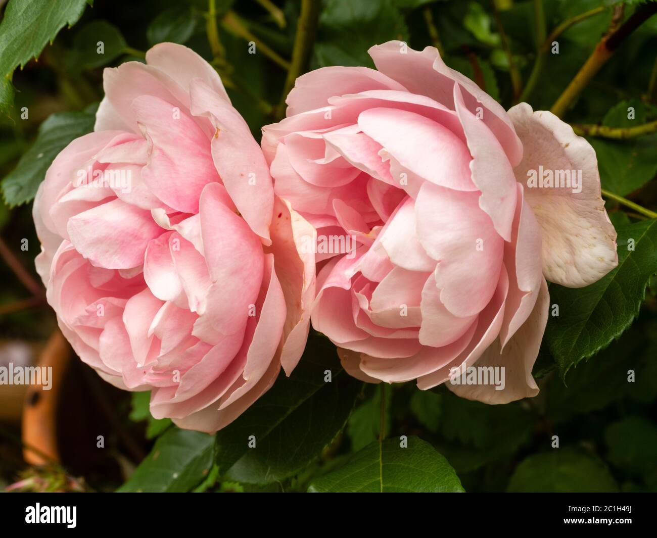 Pink flowers of the summer blooming floribunda bush rose, Rosa 'Natasha Richardson' Stock Photo