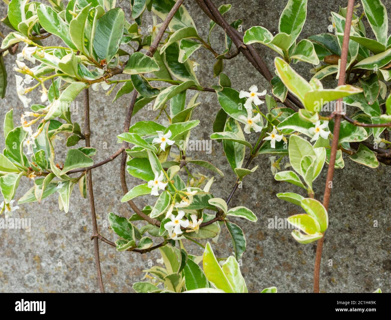 Fragrant white summer flowers and cream variegated foliage of the star jasmine, Trachelospermum jasminoides 'Variegatum' Stock Photo