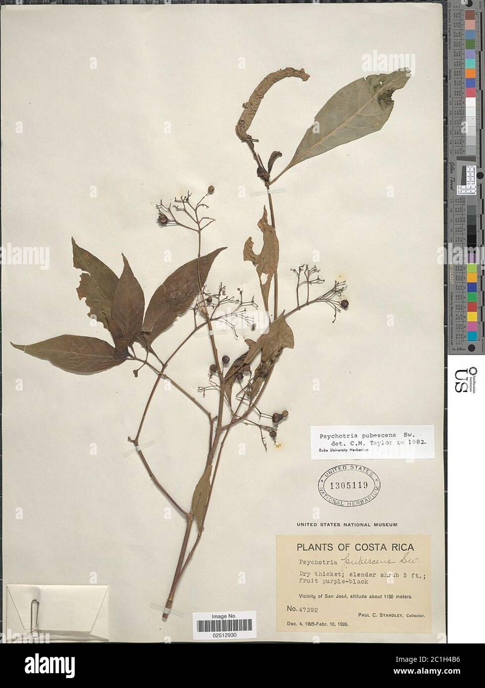Psychotria pubescens Sw Psychotria pubescens Sw. Stock Photo