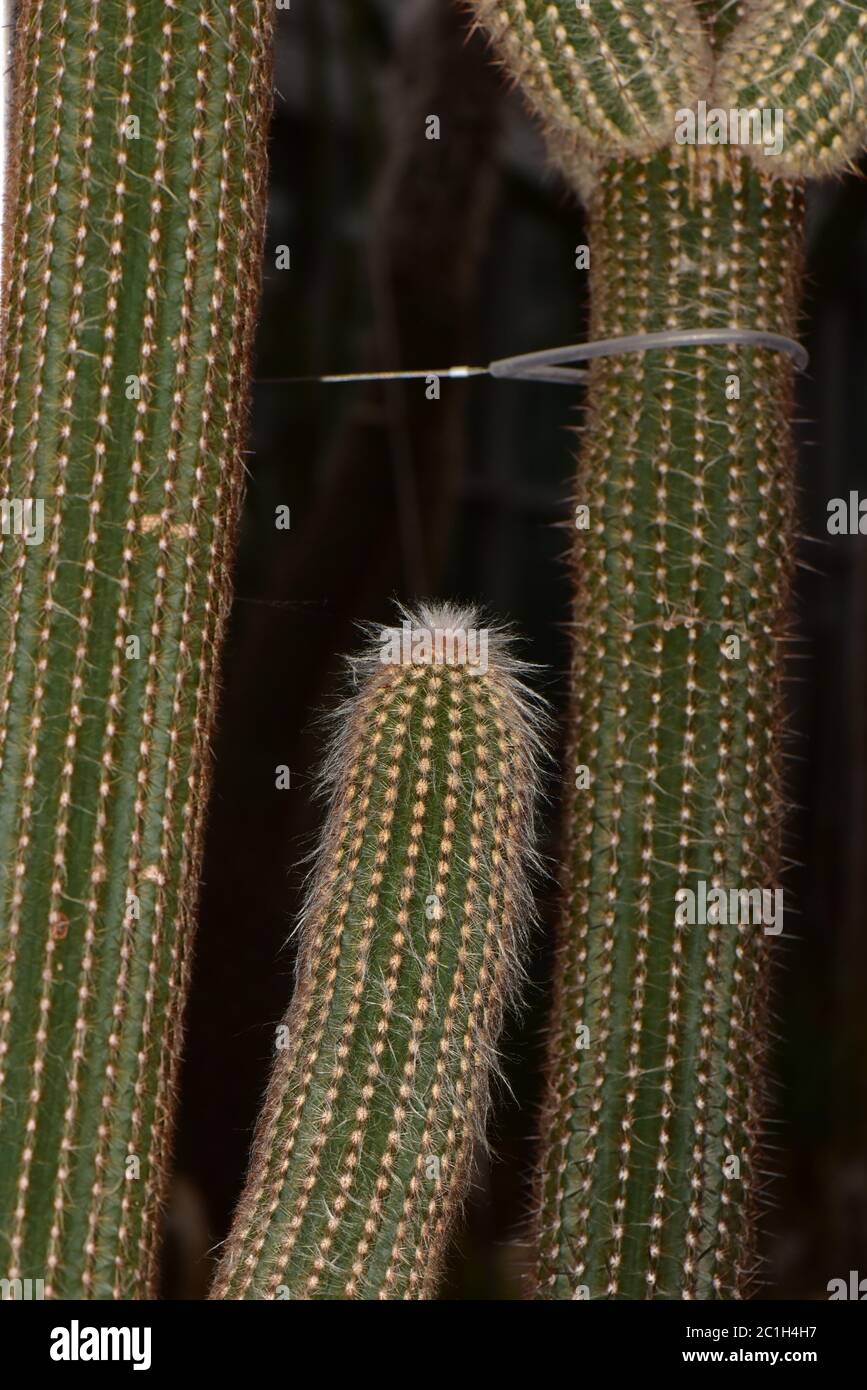 Saguaro kaktus Stock Photo