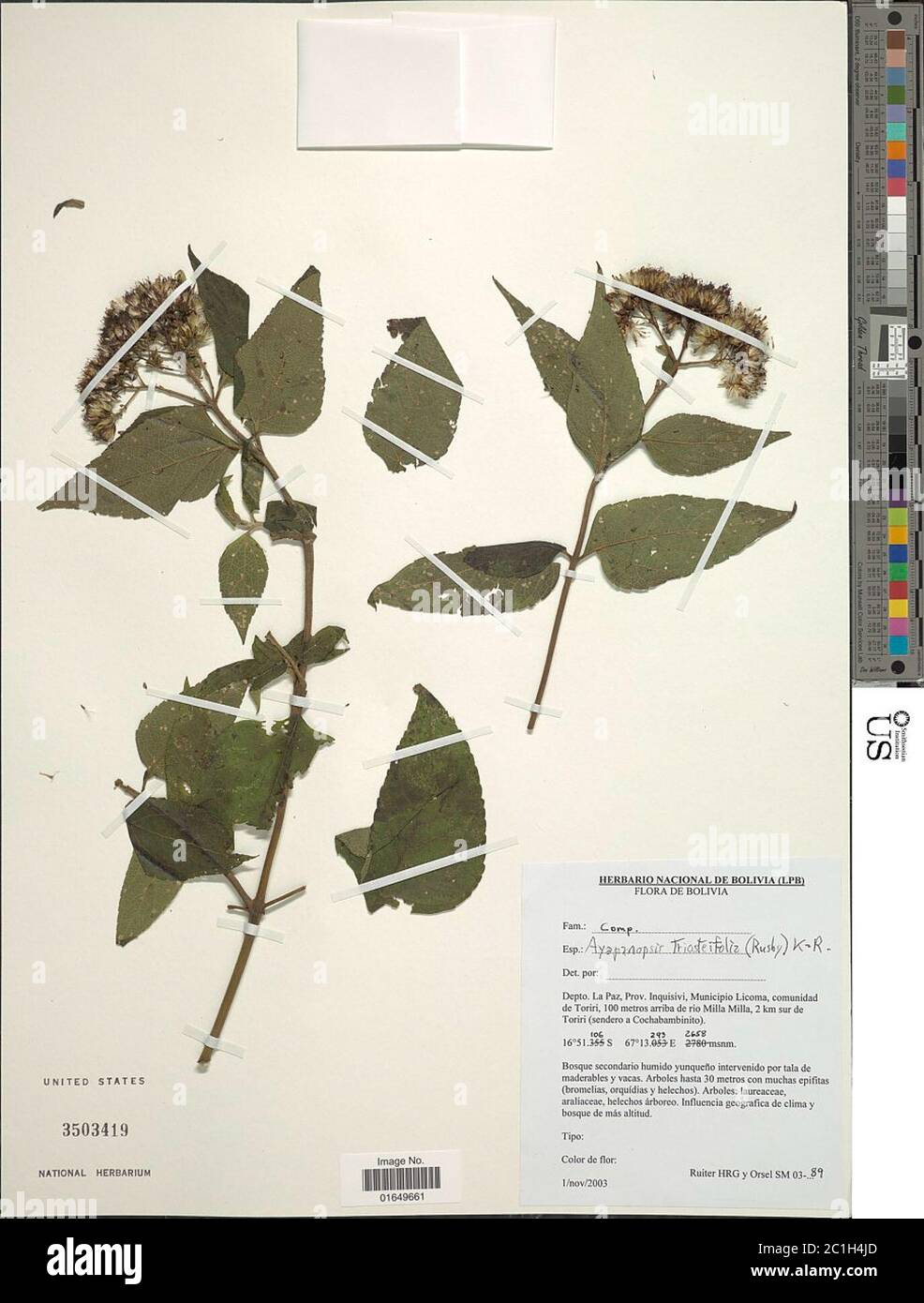 Ayapanopsis triosteifolia Rusby RM King H Rob Ayapanopsis triosteifolia Rusby RM King H Rob. Stock Photo