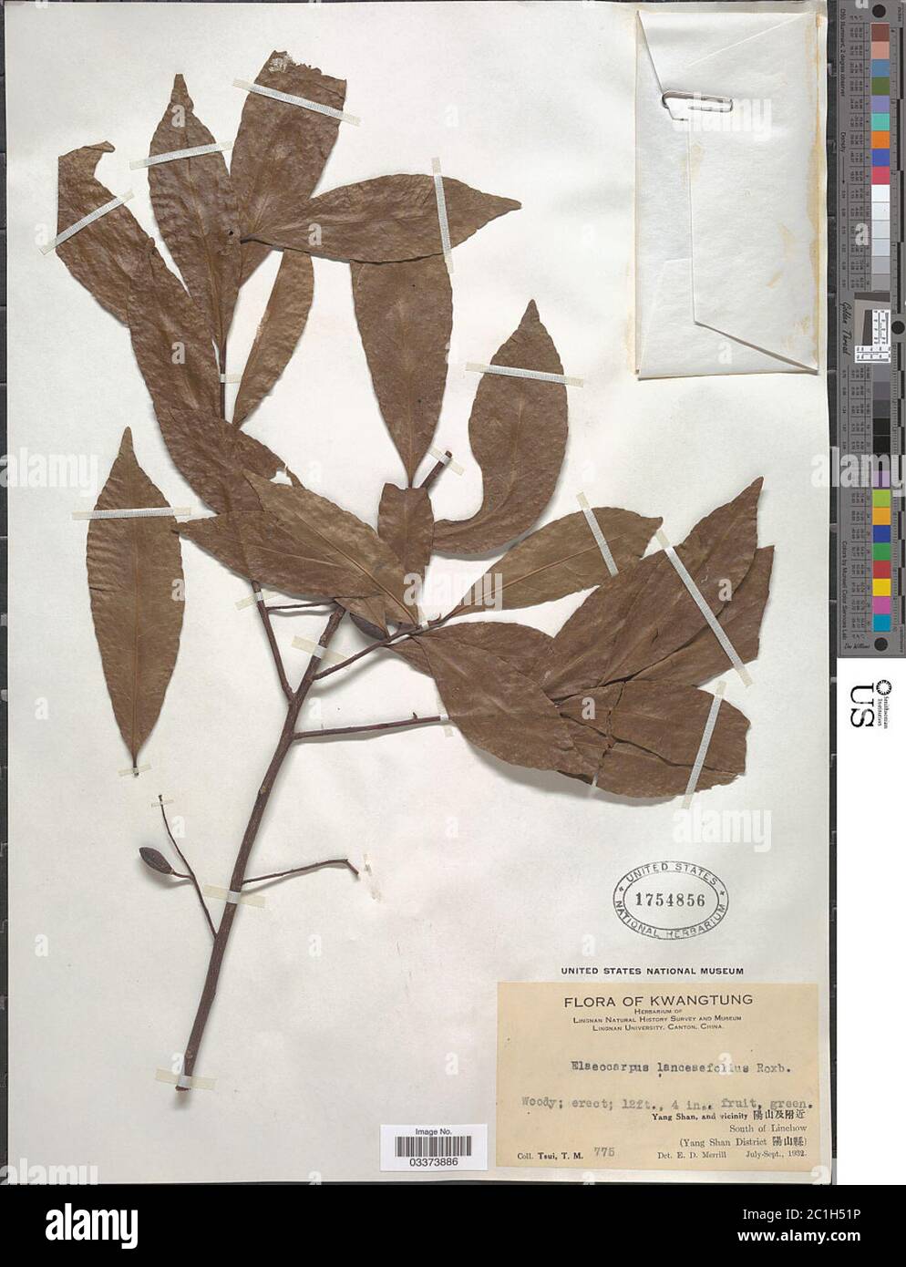 Elaeocarpus lanceifolius Roxb Elaeocarpus lanceifolius Roxb. Stock Photo