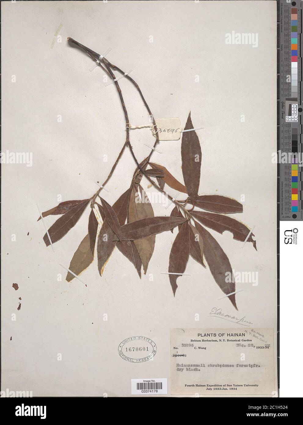 Elaeocarpus sp Elaeocarpus sp Stock Photo Alamy