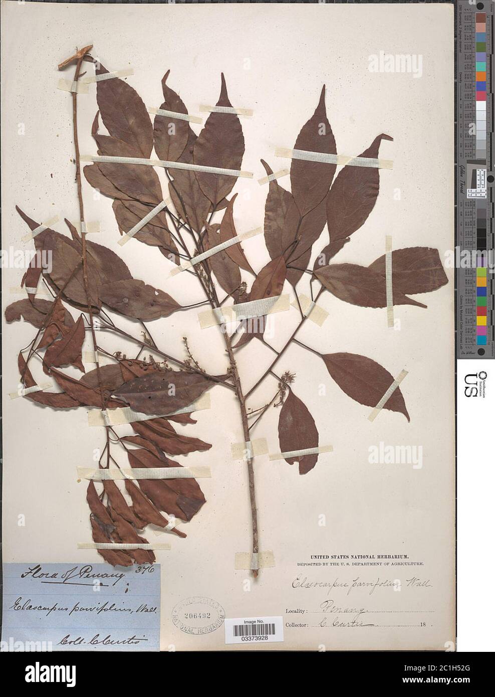 Elaeocarpus nitidus Jack Elaeocarpus nitidus Jack. Stock Photo