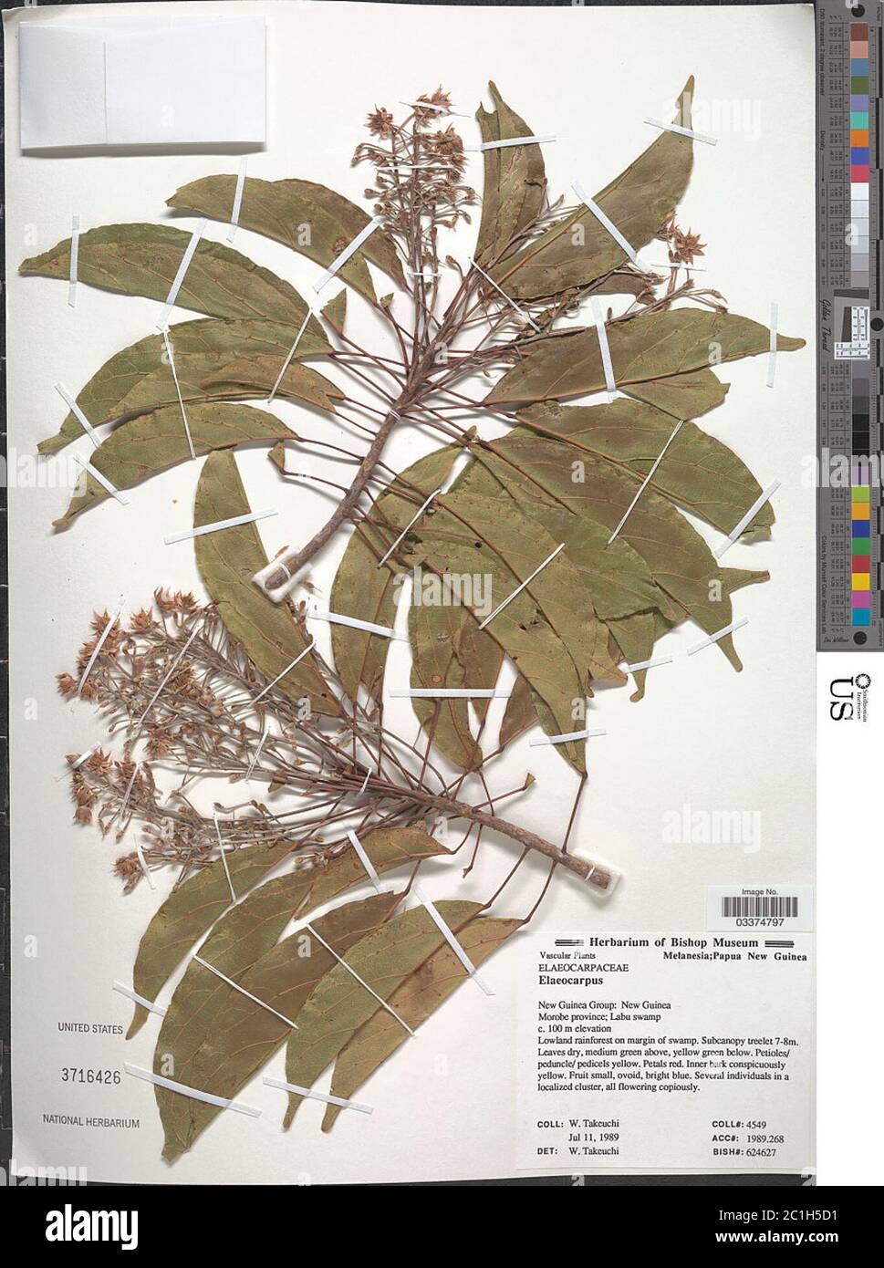 Elaeocarpus sp Elaeocarpus sp. Stock Photo