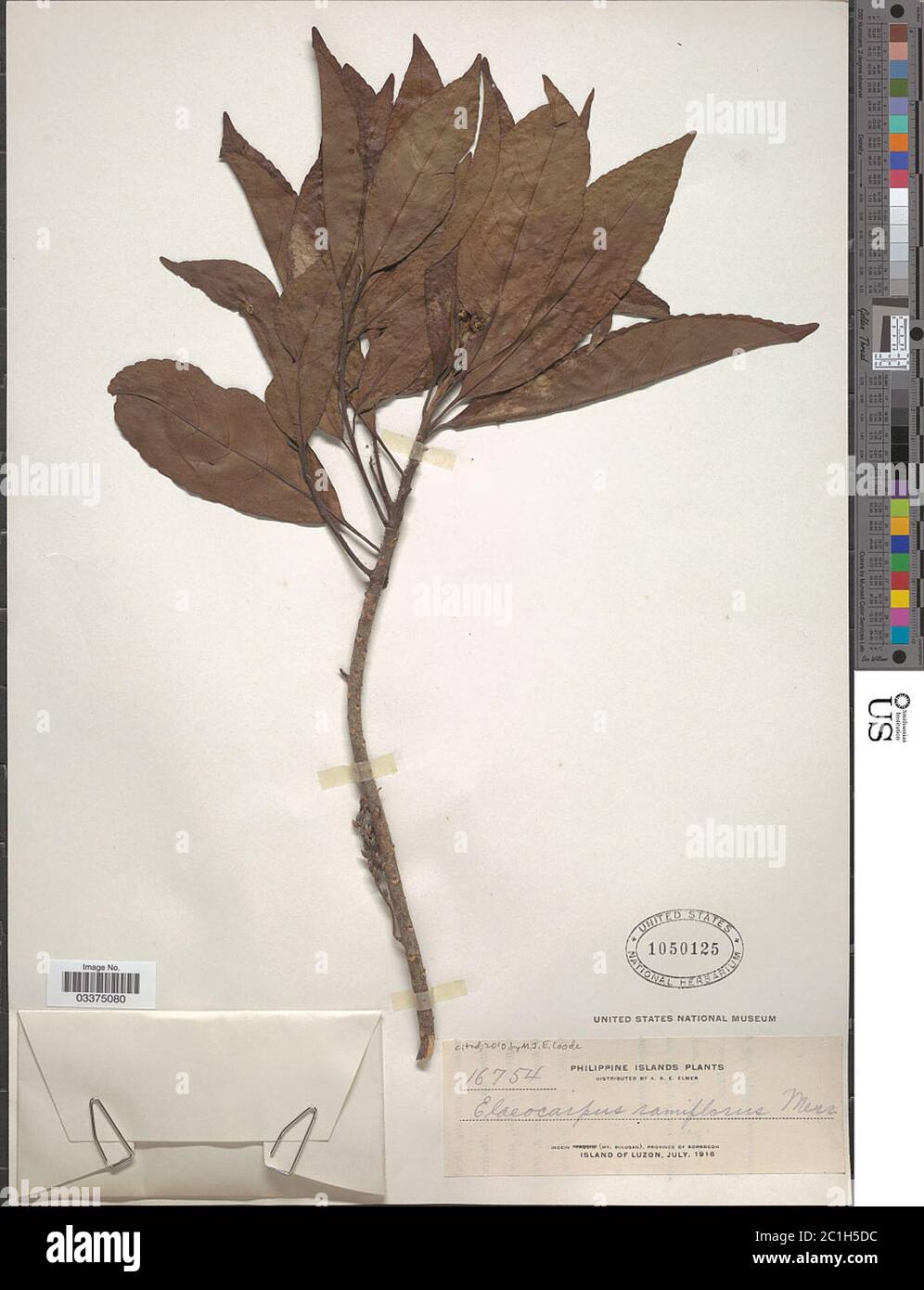 Elaeocarpus ramiflorus Merr Elaeocarpus ramiflorus Merr. Stock Photo