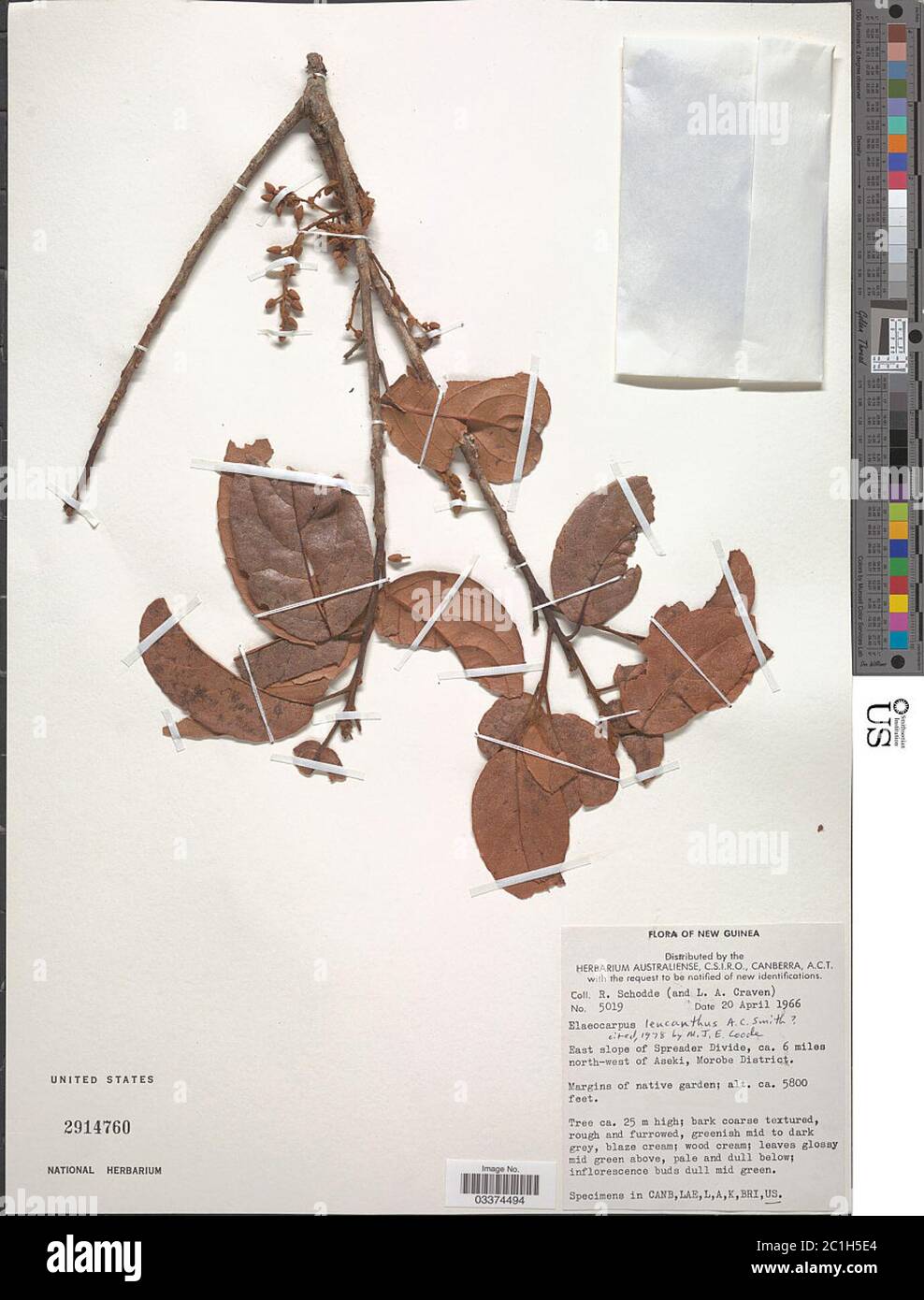 Elaeocarpus leucanthus AC Sm Elaeocarpus leucanthus AC Sm. Stock Photo