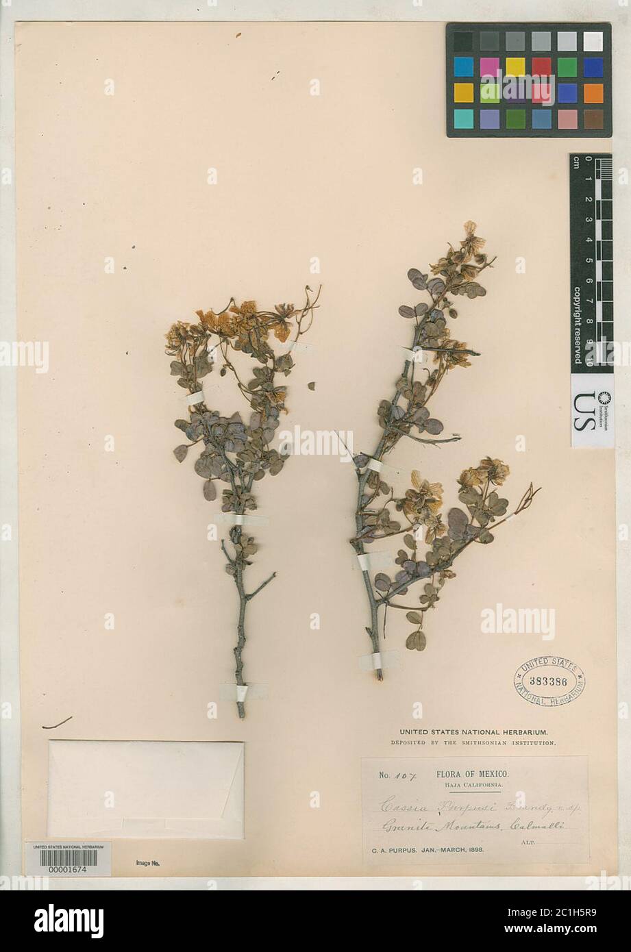 Cassia purpusii Brandegee Cassia purpusii Brandegee. Stock Photo