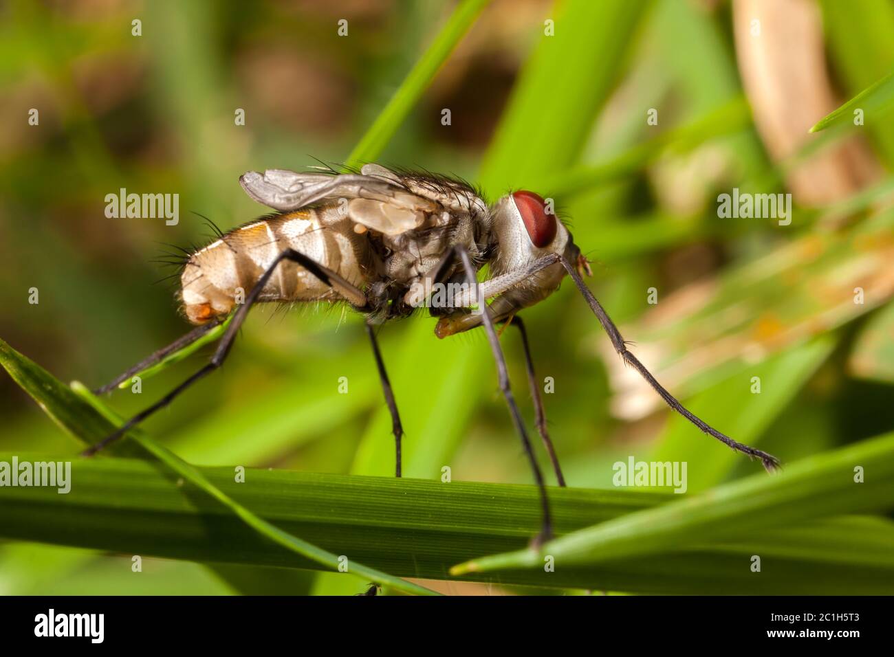 Young newborn house fly with closed wings - housefly baby Stock Photo