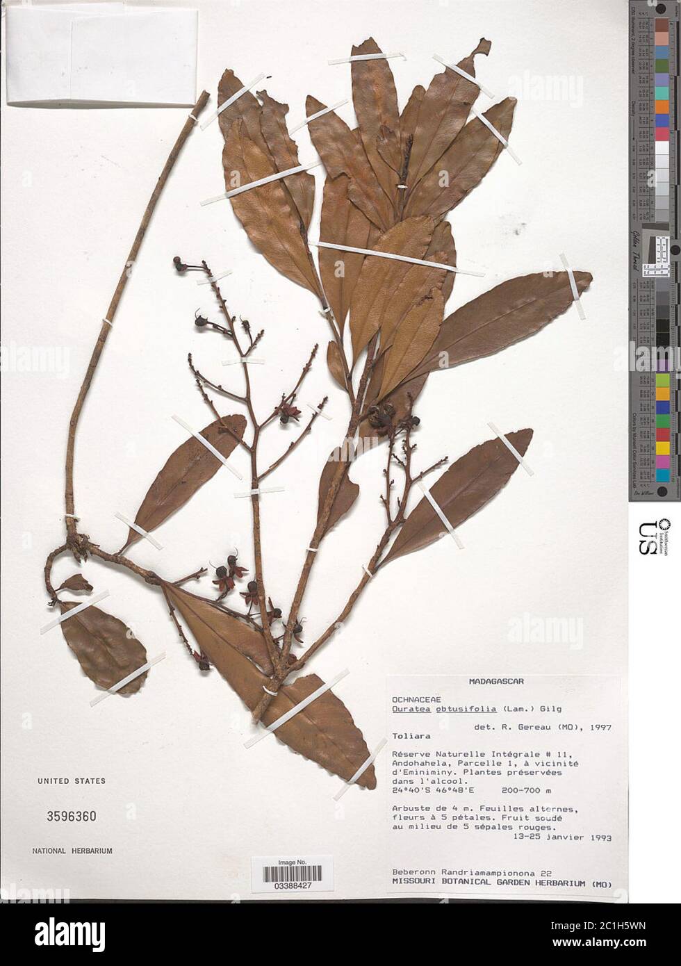 Ouratea obtusifolia Lam Gilg Ouratea obtusifolia Lam Gilg. Stock Photo