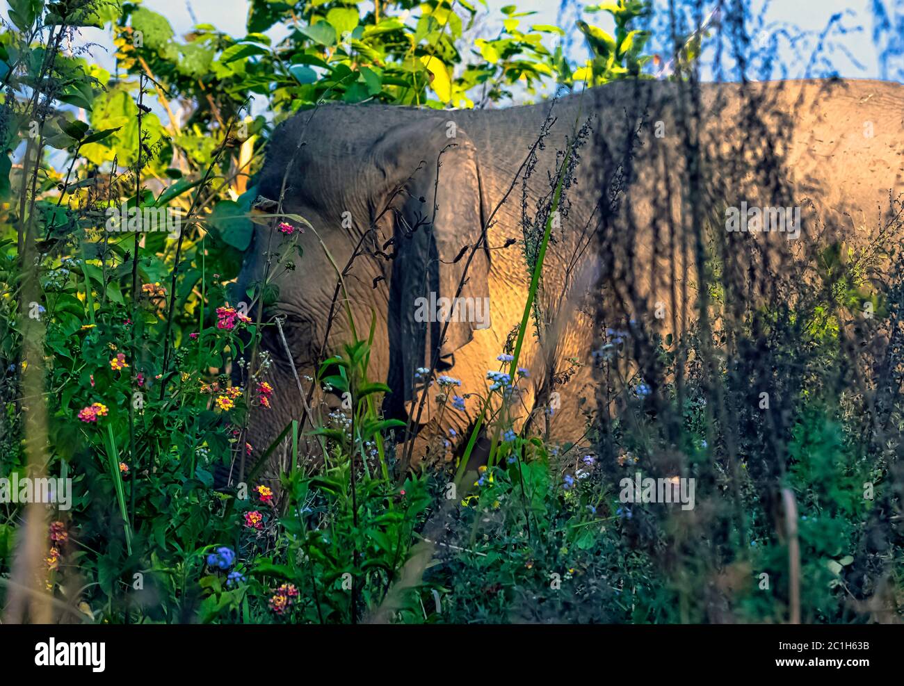 Indian elephant (Elephas maximus indicus) hidden in the bush - Jim Corbett National Park, India Stock Photo