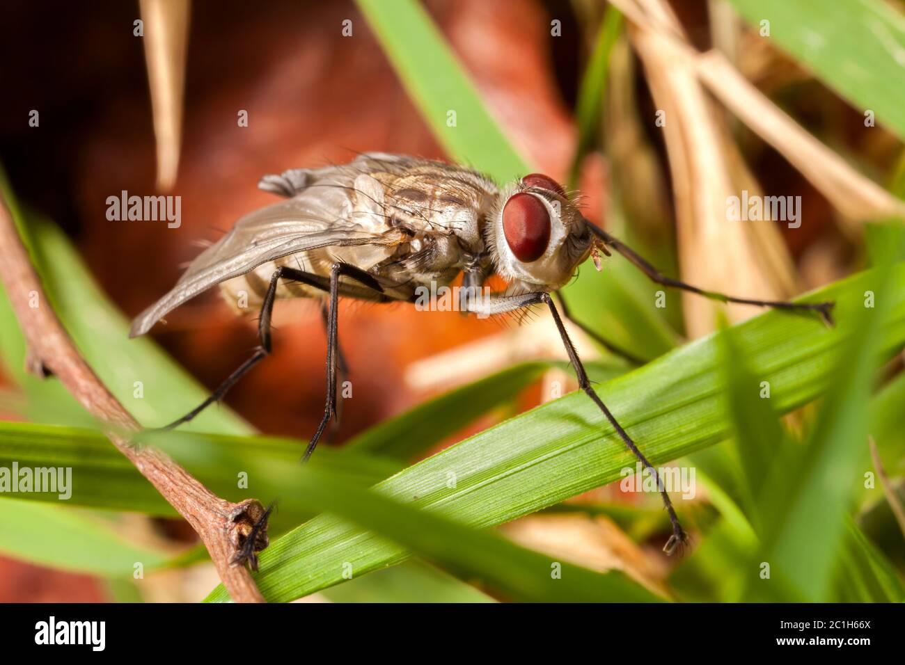 Young newborn house fly - housefly baby Stock Photo