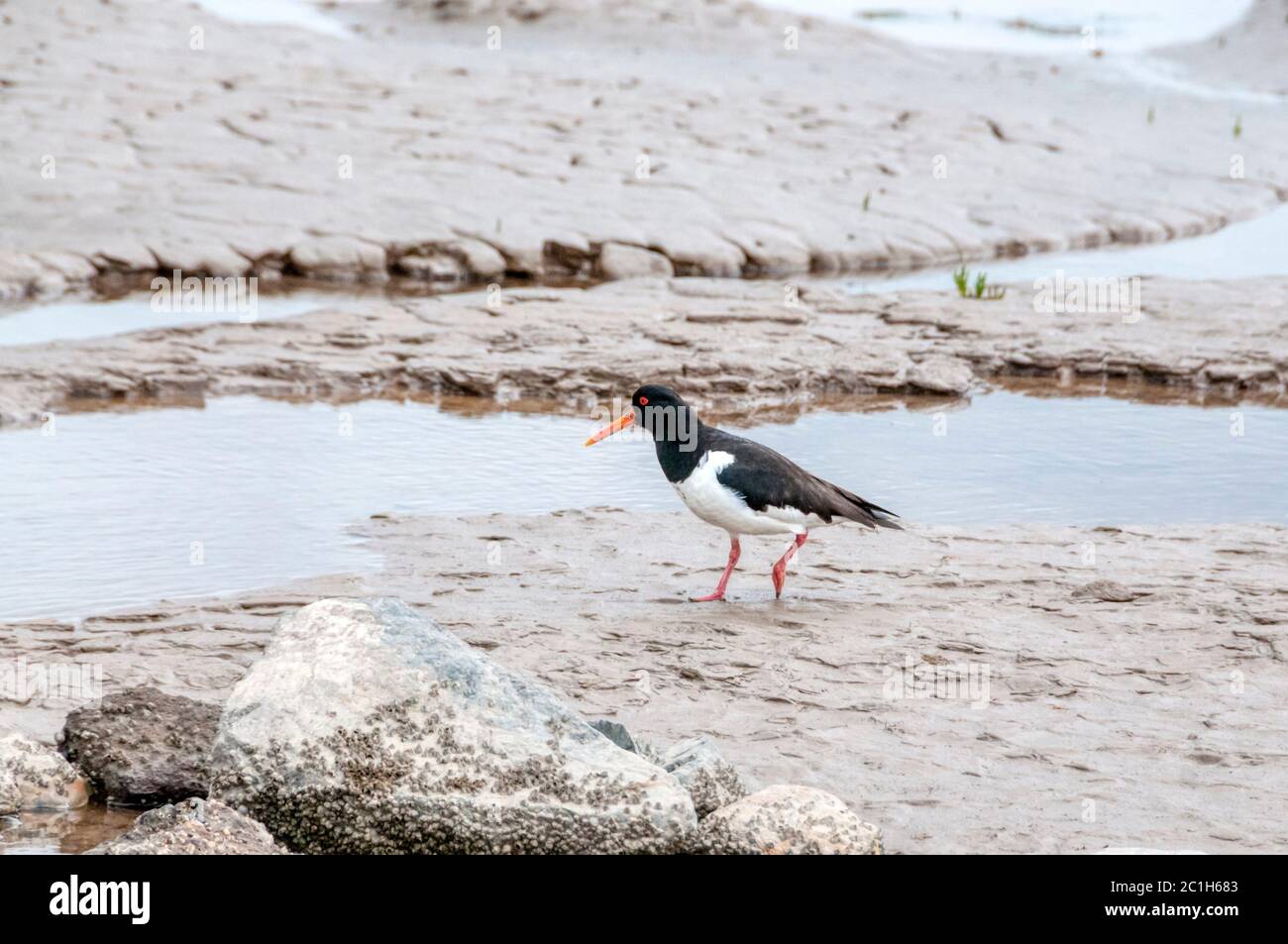 An oystercatcher, Haematopus ostralegus, walking through mud at low tide on the shores of the Wash in Norfolk. Stock Photo