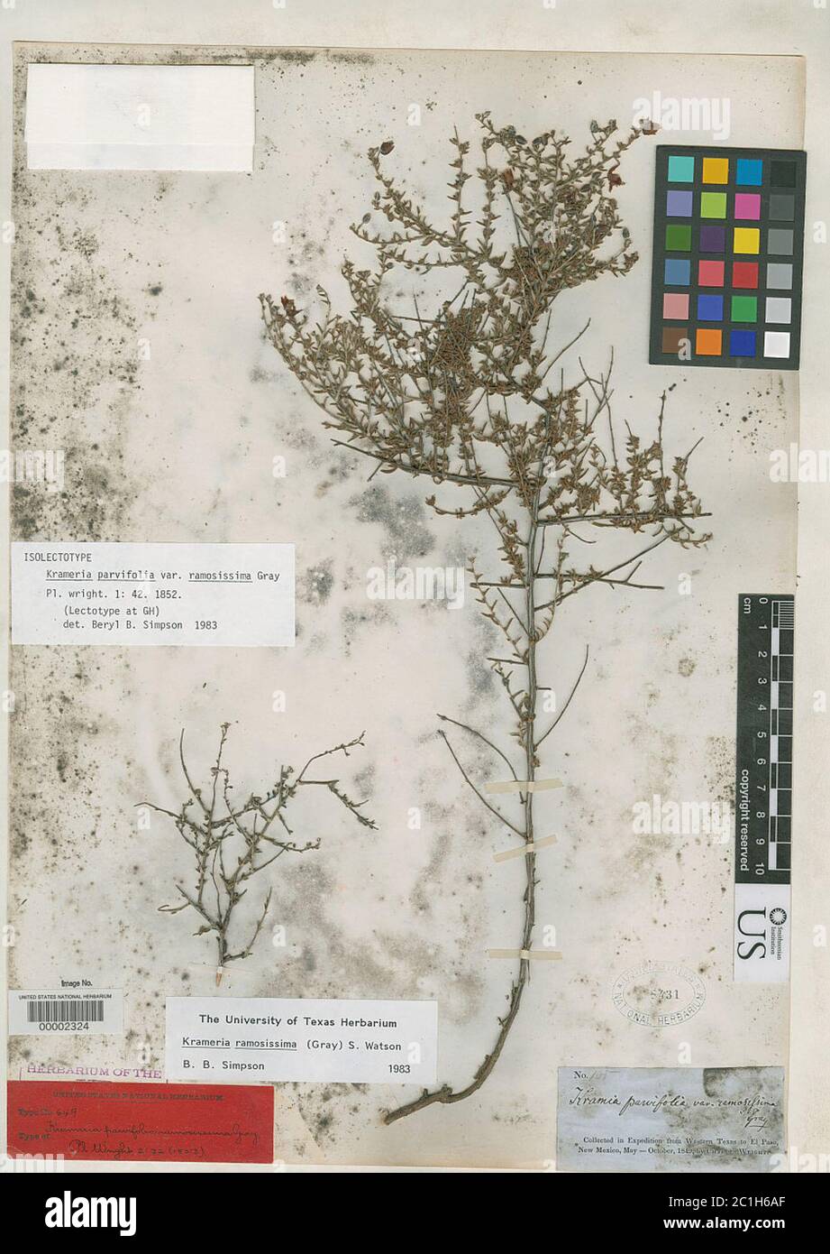 Krameria parvifolia var ramosissima A Gray Krameria parvifolia var ramosissima A Gray. Stock Photo