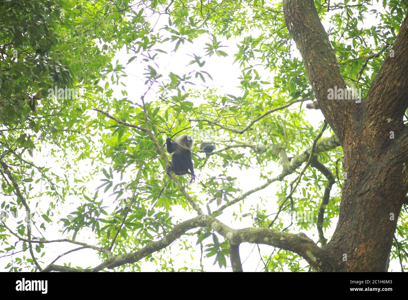 A Lion-tailed macaque moving around on the trees. The lion-tailed ...