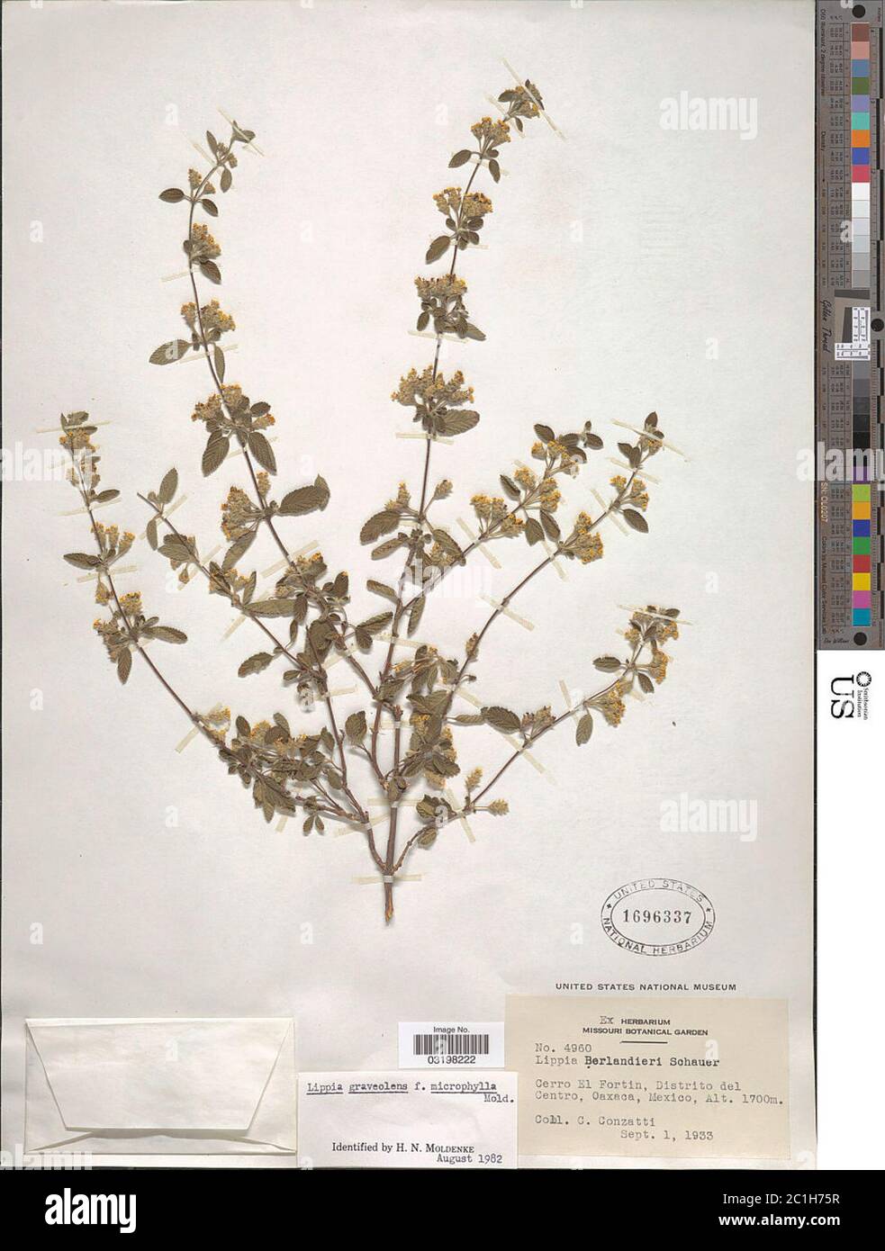Lippia graveolens f microphylla Kunth Lippia graveolens f microphylla Kunth. Stock Photo