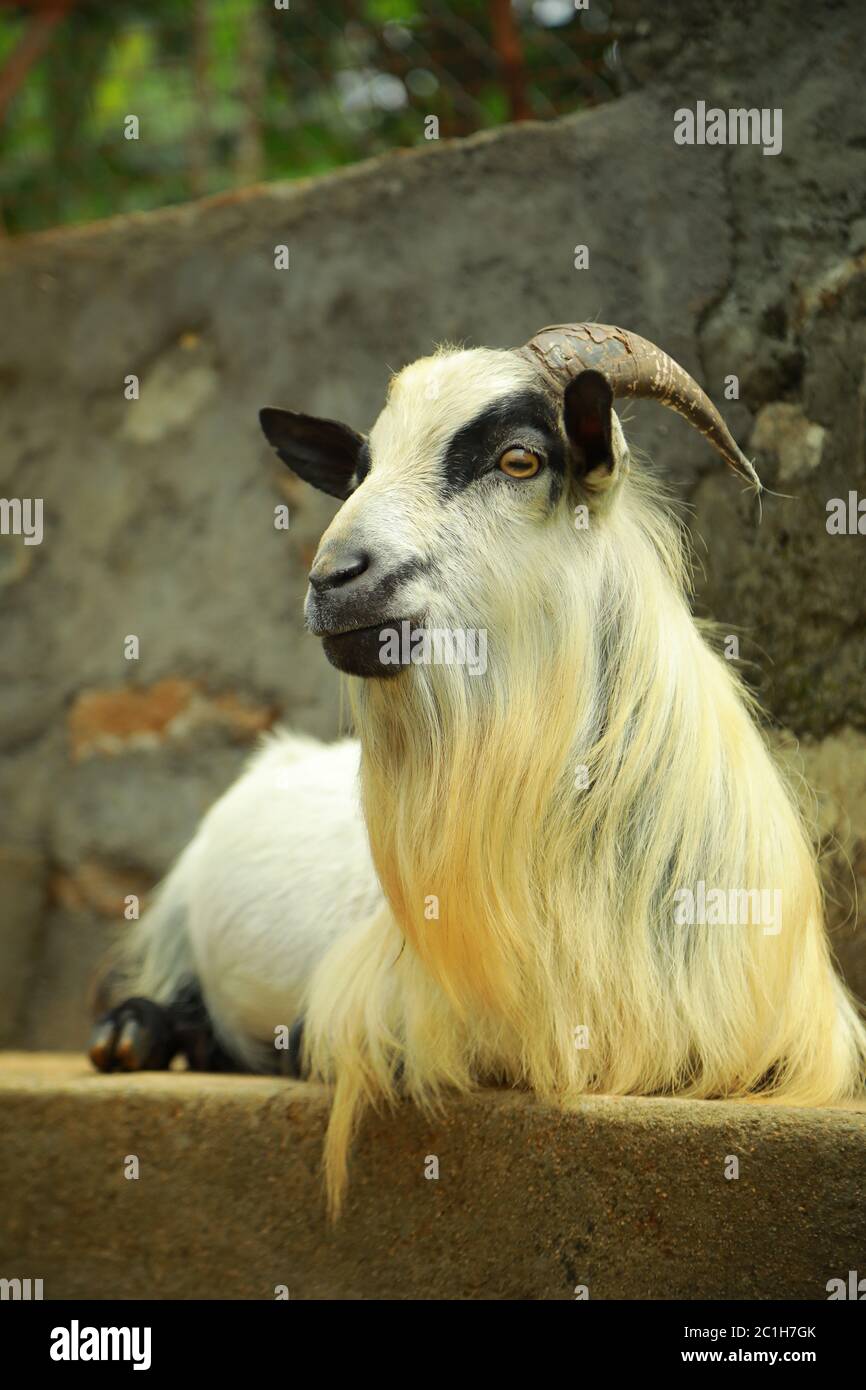 Goat breeding farm. Portrait of white and black goat.White domestick