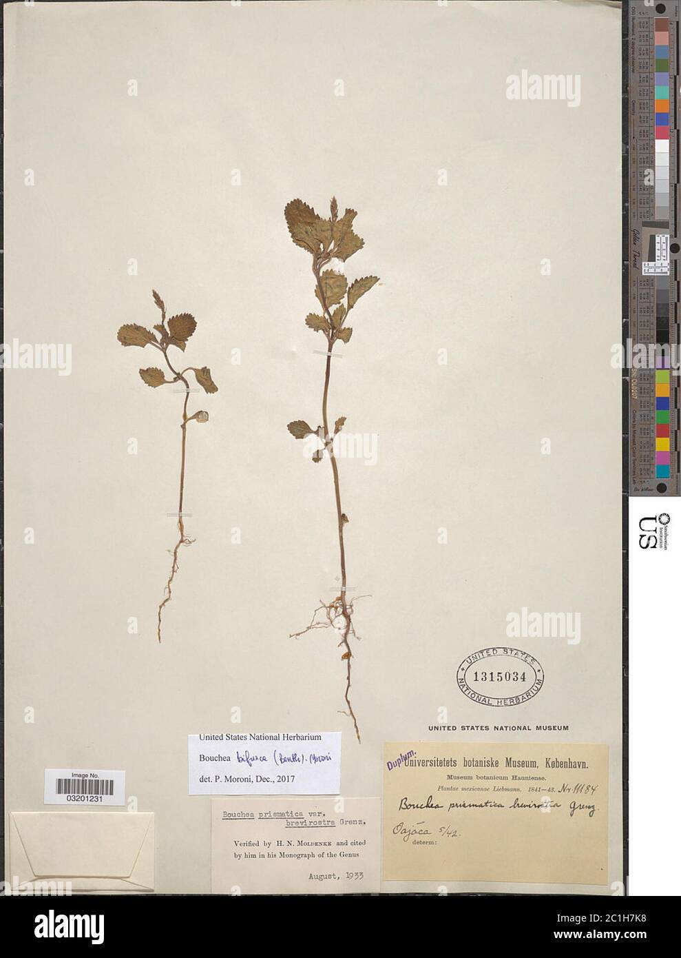 Bouchea bifurca Bouchea bifurca Stock Photo Alamy