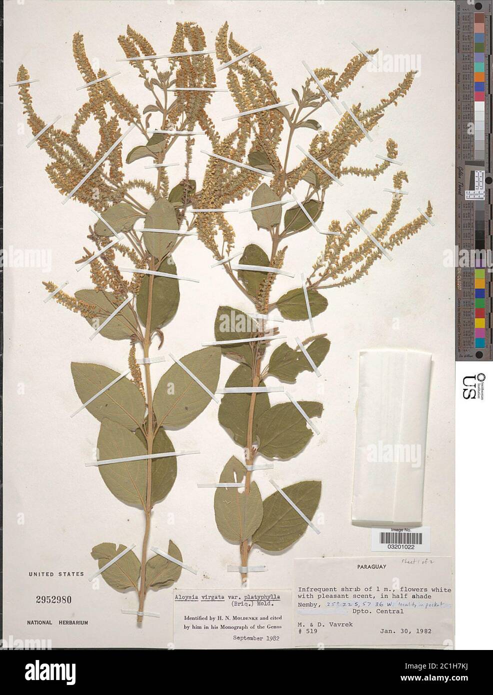 Aloysia virgata var platyphylla Briq Moldenke Aloysia virgata var platyphylla Briq Moldenke. Stock Photo