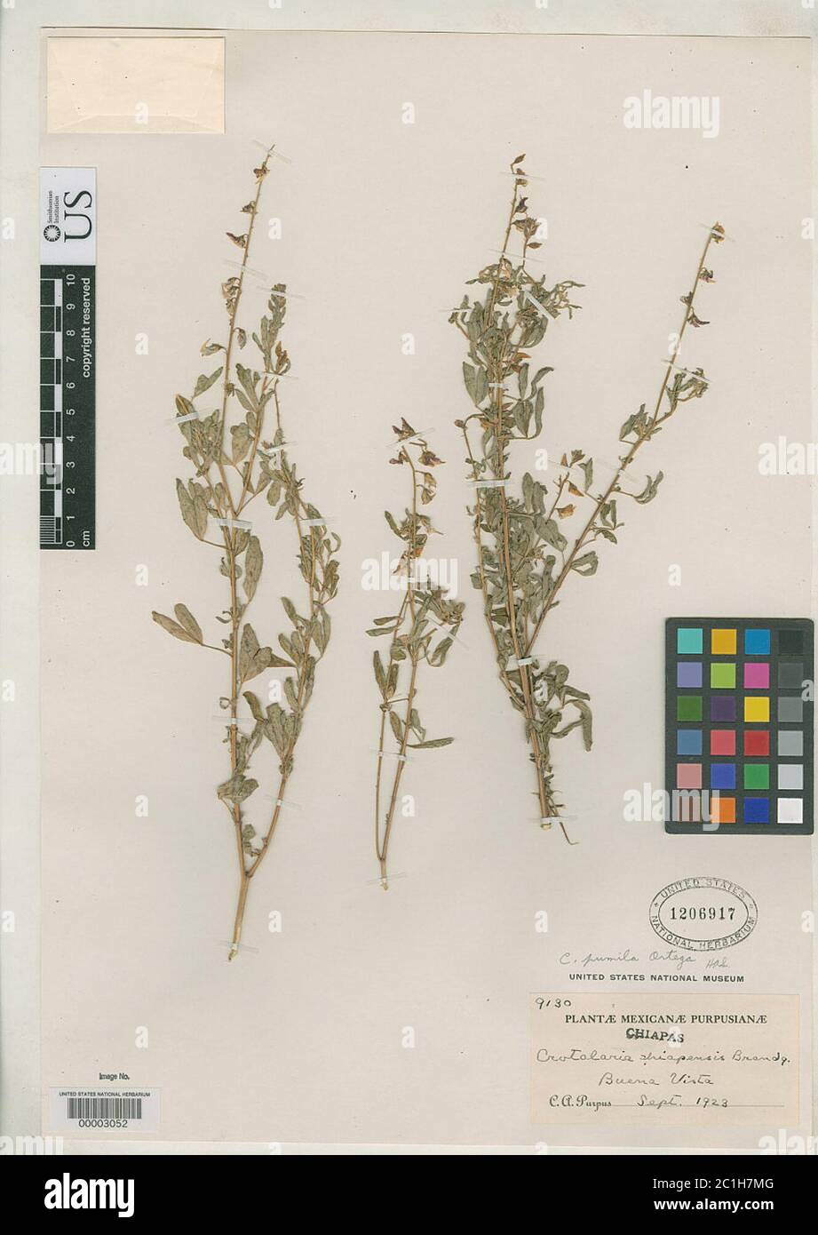 Crotalaria chiapensis Brandegee Crotalaria chiapensis Brandegee. Stock Photo