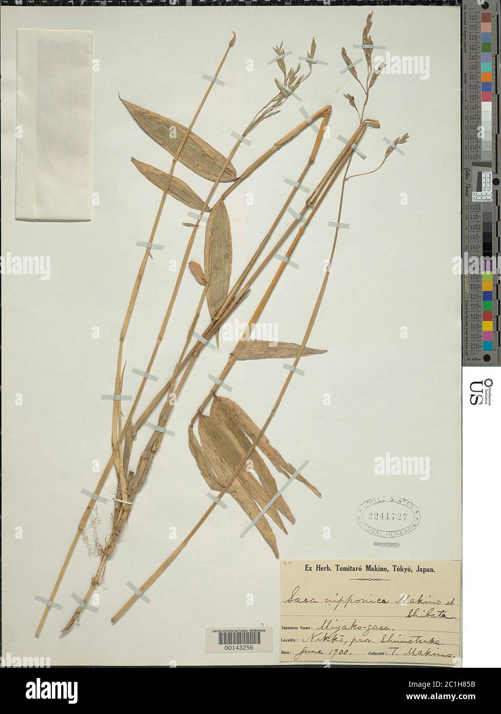 Sasa nipponica Sasa nipponica Stock Photo Alamy