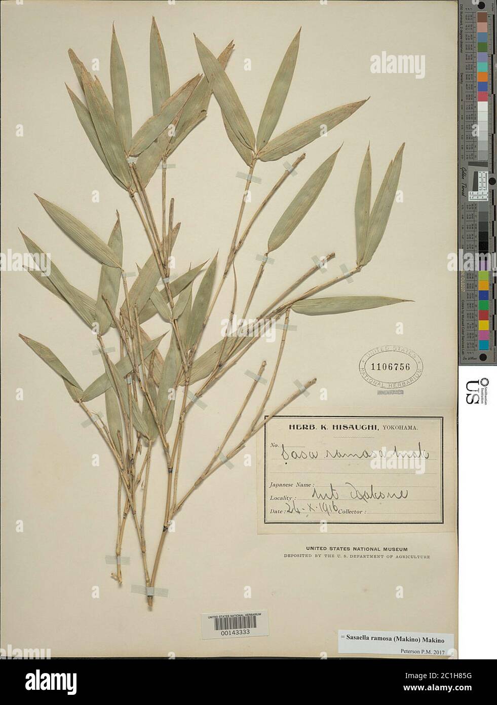 Sasaella ramosa Makino Makino Sasaella ramosa Makino Makino Stock Photo
