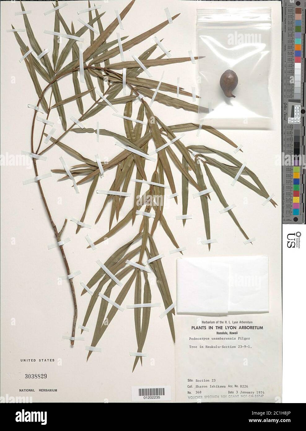 Podocarpus usambarensis Podocarpus usambarensis Stock Photo Alamy