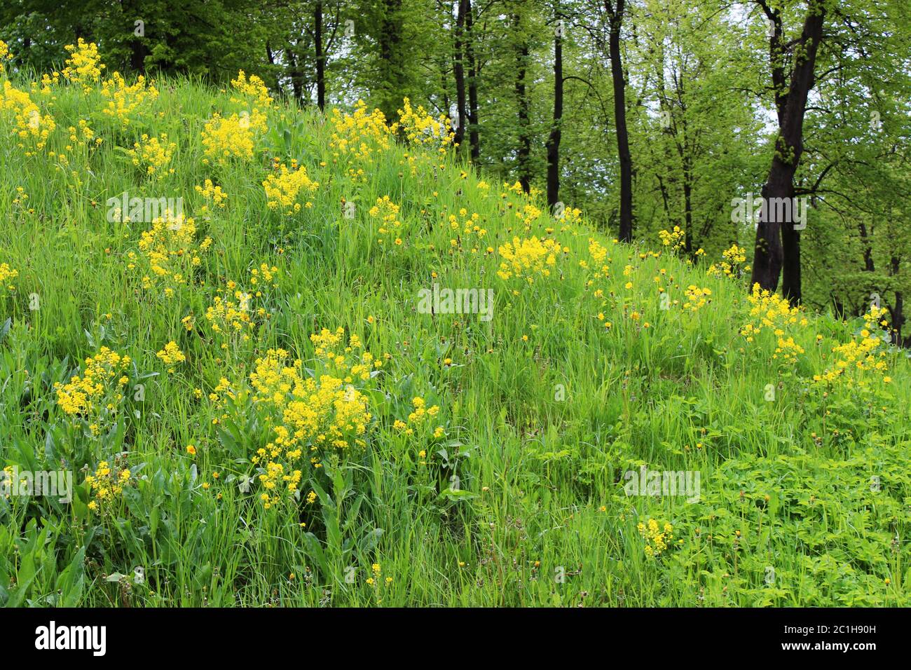The growth of a yellow rape flower Brassica napus on an abandoned piece of land near the park. Russia. Stock Photo