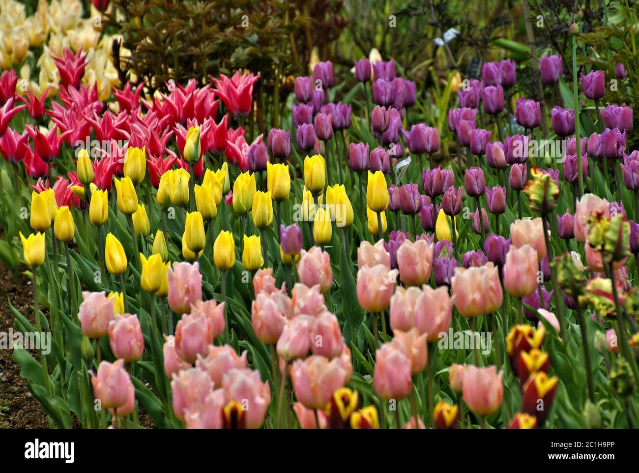 Tulip garden Stock Photo