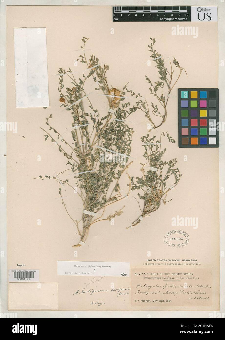 Astragalus lentiginosus var scorpionis ME Jones Astragalus lentiginosus var scorpionis ME Jones. Stock Photo