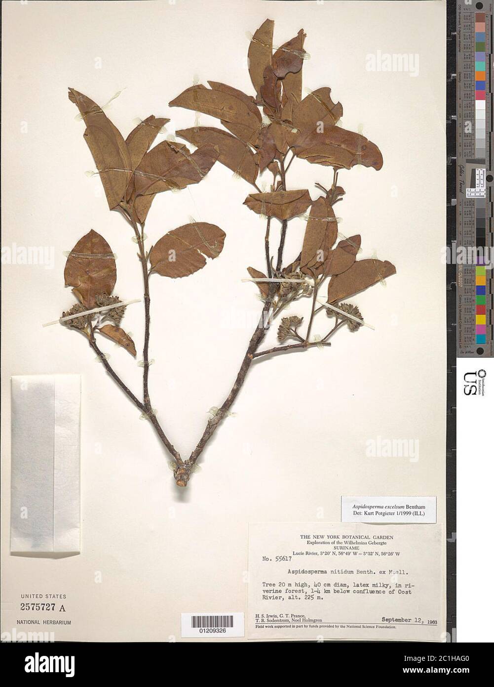 Aspidosperma excelsum Benth Aspidosperma excelsum Benth. Stock Photo