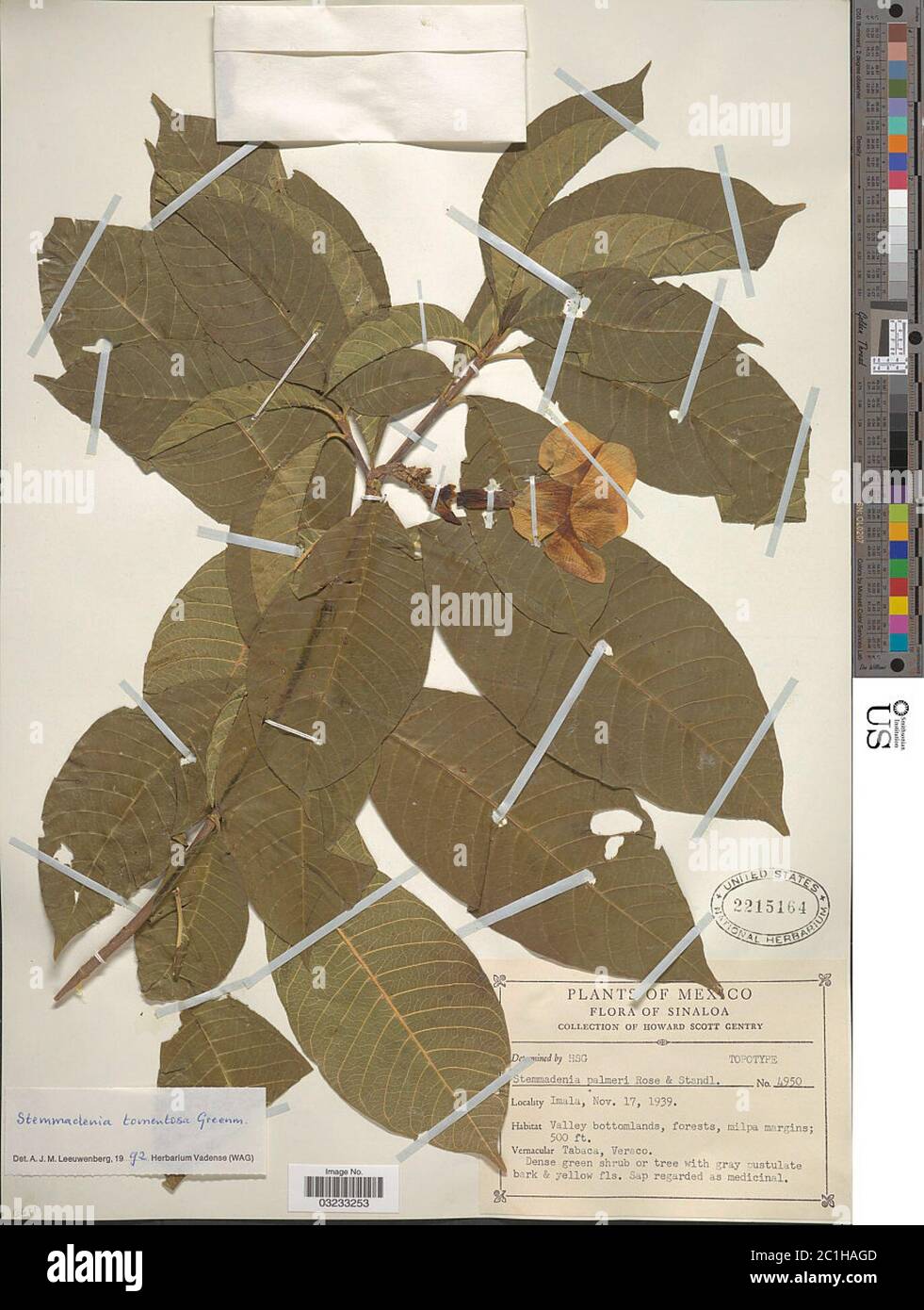 Stemmadenia tomentosa Greenm Stemmadenia tomentosa Greenm Stock Photo