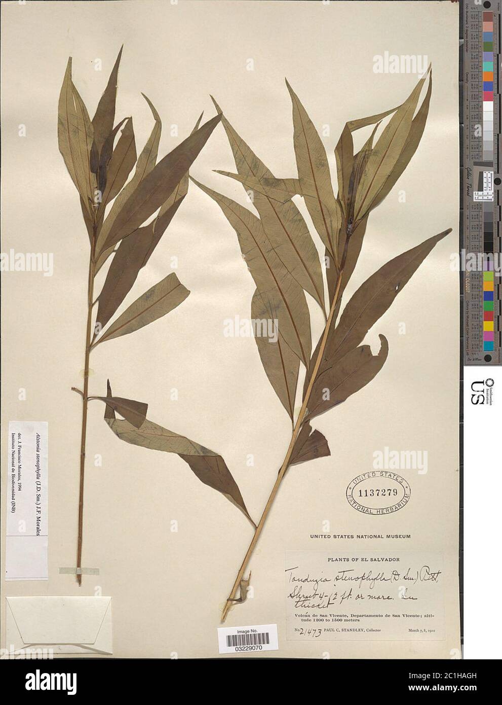 Alstonia stenophylla Guillaumin Alstonia stenophylla Guillaumin. Stock Photo