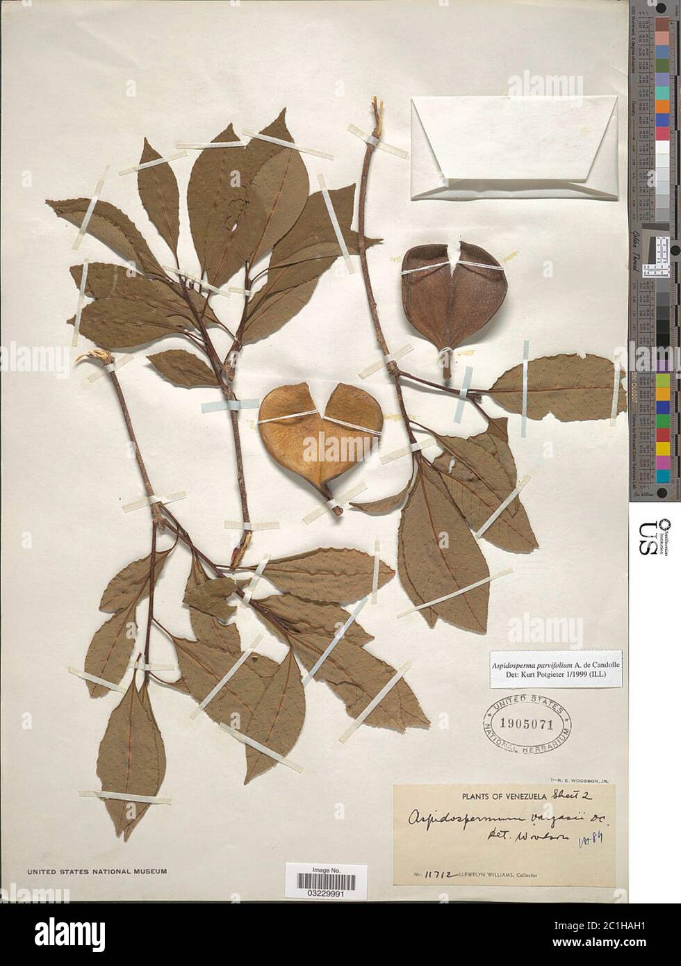 Aspidosperma parvifolium Aspidosperma parvifolium. Stock Photo