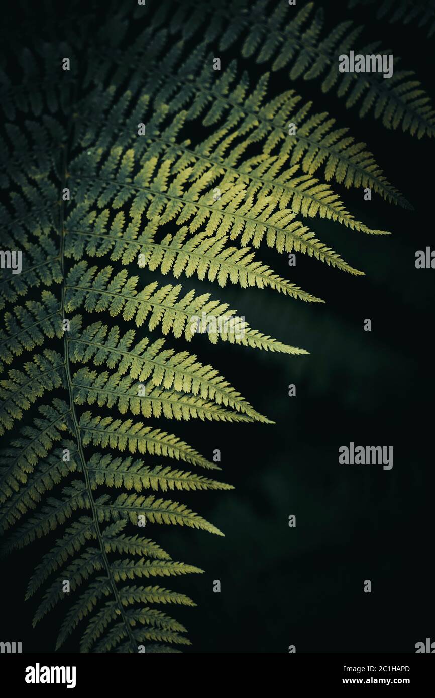 Green fern texture hi-res stock photography and images - Alamy
