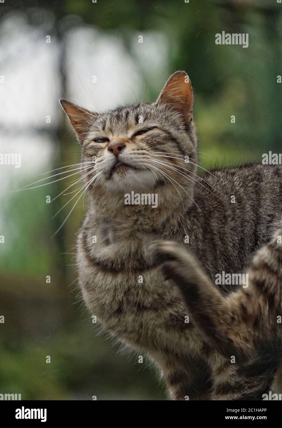 kitten cat portrait in the street Stock Photo - Alamy