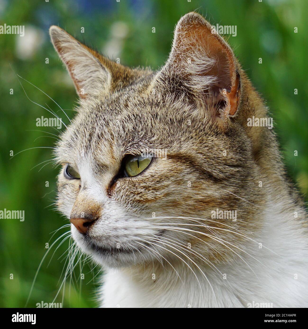 kitten cat portrait in the street Stock Photo - Alamy